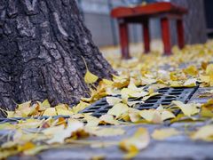 -三里屯东五街银杏大道