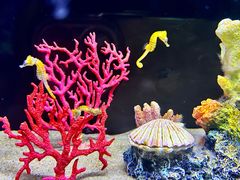 -欢乐海岸海洋奇梦馆