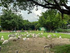 -广州长隆飞鸟乐园