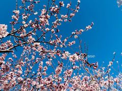 -桃花堤公园