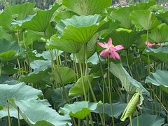 -长春市南湖公园