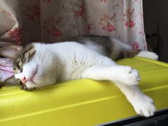成果-伟伟宠物医院·CT影像中心·瑞派犬猫综合性门诊(汉口总院)
