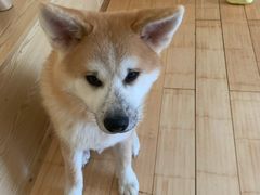 -喜柴咖啡·柴犬狗咖