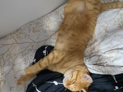 -纳吉亚猫专科动物诊疗中心(蒋宅口分院)