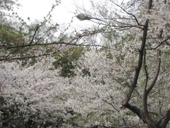 -武汉大学-樱园