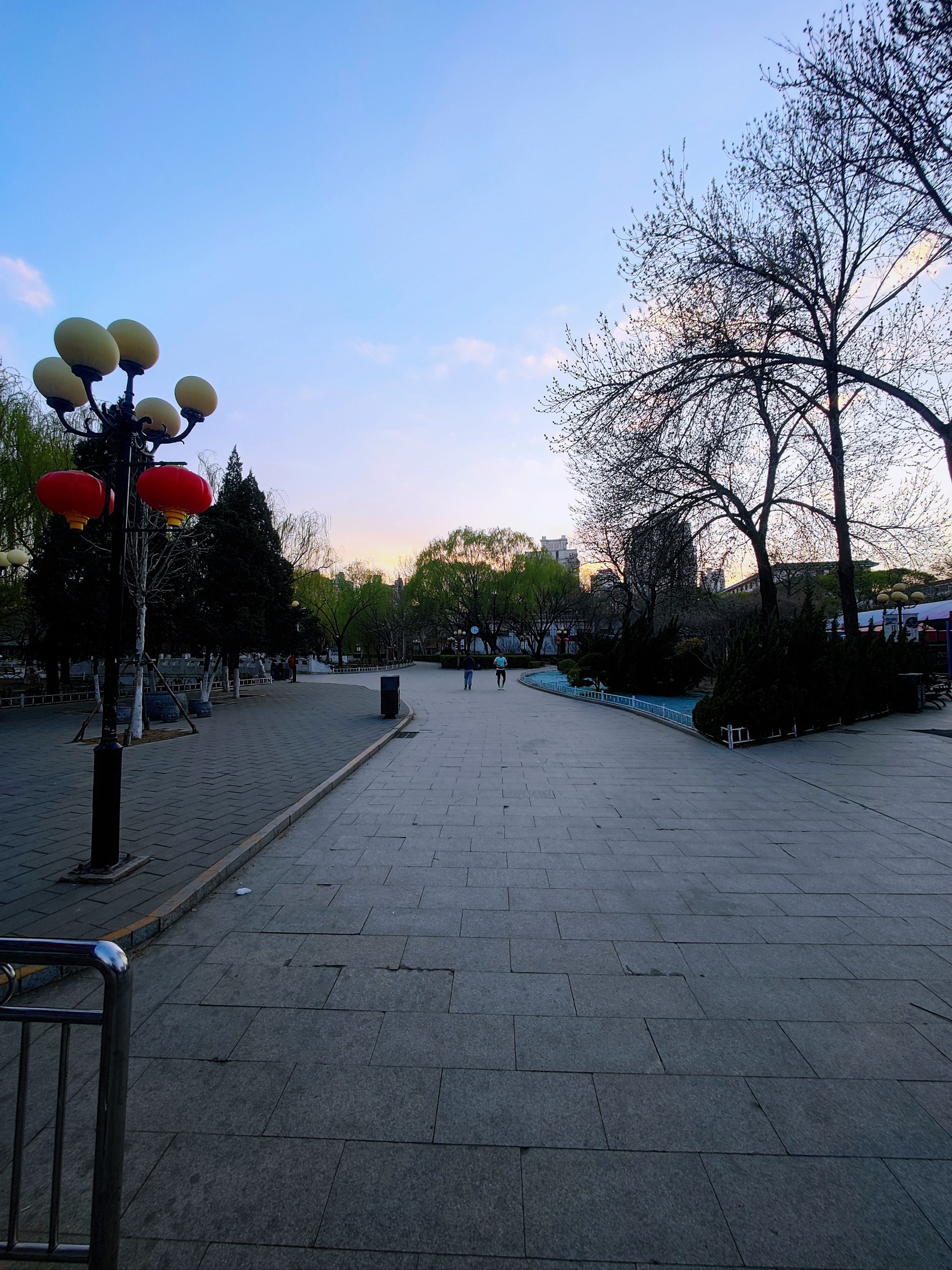 人民公园的玉兰花🌸开啦!