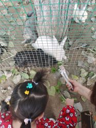 -上美四季动物农场