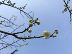 景点-香雪海