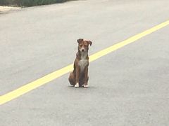 -日照海滨国家森林公园