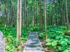 -洛阳白云山景区