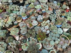 -杨厝六十六农庄农舍(杨厝路店)