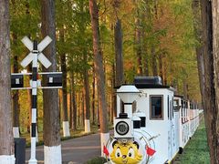 -黄海国家森林公园