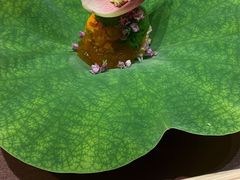 好大个荷花叶-晴空·日本料理(万象城店)