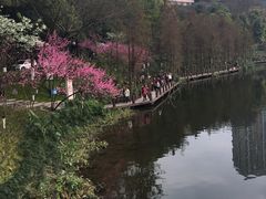 -重庆彩云湖湿地公园