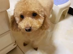 -哈尼爱宠·宠物生活会馆