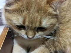 -藏猫猫咖啡主题馆(中央大道店)