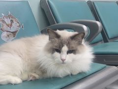 -嘉馨宠物医院·CT影像转诊·心脏科·犬猫全科诊疗中心(下沙大学城院区)