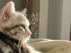 -东方名猫馆·英短金渐层布偶猫舍(环线广场1号楼店)