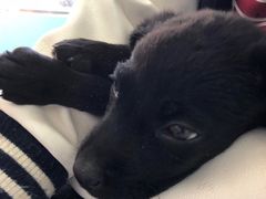 -瑞派福兴宠物医院犬猫全科·骨科·中西医结合(河东店)