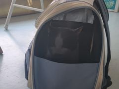 -汪喵宠物医院·骨科心脏影像·犬猫急重症ICU诊疗中心(成华分院)