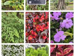 -东莞植物园