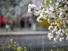 -海棠花溪(元大都城垣遗址公园)