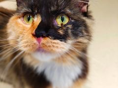 -藏猫猫咖啡主题馆(中央大道店)