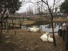 -田园东方蜜桃村的田野营地