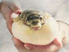 -肆月河豚·新淮扬(金融街店)