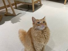 -藏猫猫咖啡主题馆(中央大道店)