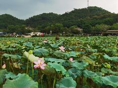 -红山村