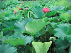 -荷花荡