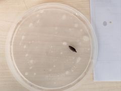 -华辉拉肠(龙口东店)