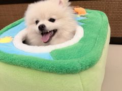 -翊宠yipet猫狗购宠庄园犬舍•猫舍