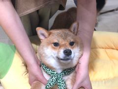 -逗柴咖啡屋·狗咖猫咖宠物桌游