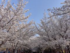 -高东镇樱花园