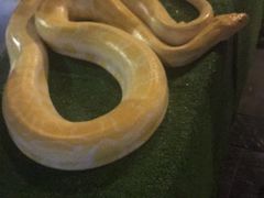 -清迈夜间动物园