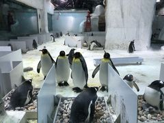 -大连圣亚海洋世界
