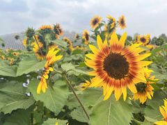 -上海辰山植物园