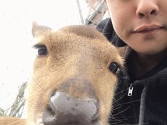 -鹿境梅花鹿生态园区