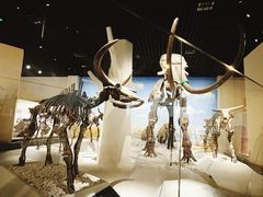 -国家自然博物馆