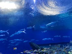 -海合安武汉极地海洋公园