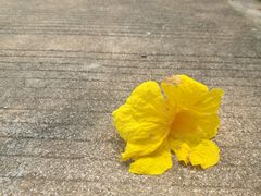 -天适樱花悠乐园