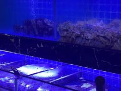 -阿尔法海鲜排档(爱琴海店)