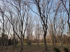 -上海滨江森林公园