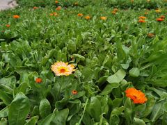 -广州市流溪河国家森林公园