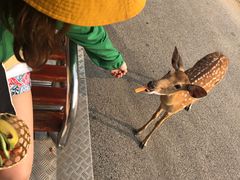 -清迈夜间动物园