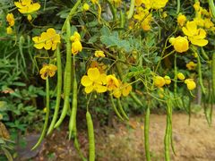 -广西壮族自治区药用植物园