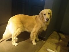 -百好乐宠物友好餐厅(朝外大街店)