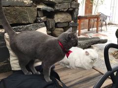 -喵屿·大理花园猫咖